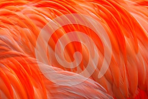 Flamingo feather Abstract