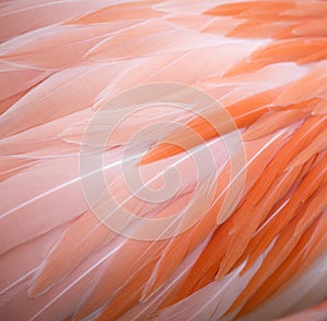 Flamingo feather background