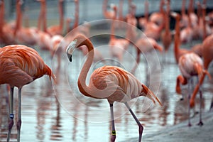 Flamingo feather background