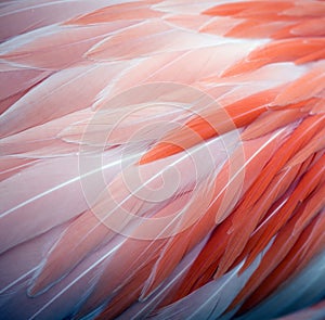 Flamingo feather background