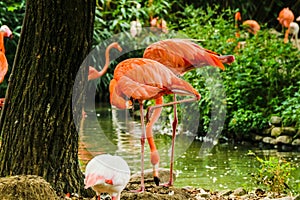 Flamingo photo