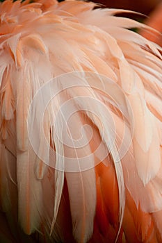 Flamingo feathers side view close up