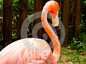 A flamingo feature at Shanghai wild animal park