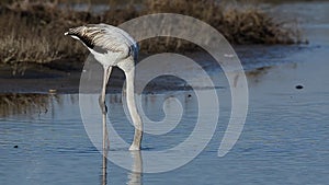 Flamingo feeding in the pond