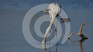 Flamingo feeding in the pond