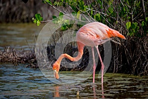 Flamingo feeding in a small lagoon in Galapagos