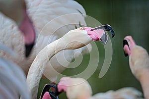 Flamingo fight with beaks