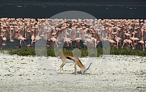 Flamingo filled Lake Nakuru with antilope grazing photo