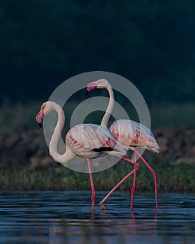 & flamingo  photo