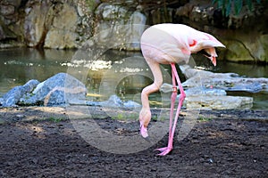 Flamingo (Flamingoes) is a type of wading bird in the family Phoenicopteridae