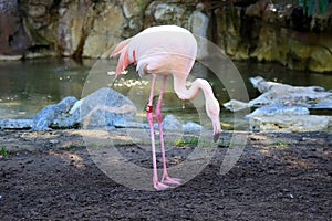 Flamingo (Flamingoes) is a type of wading bird in the family Phoenicopteridae