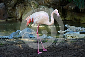 Flamingo (Flamingoes) is a type of wading bird in the family Phoenicopteridae