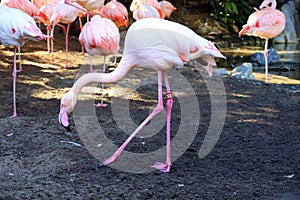 Flamingo (Flamingoes) is a type of wading bird in the family Phoenicopteridae