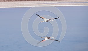 Flamingo in flight