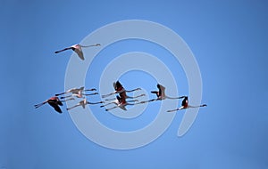 Flamingo flight