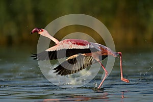 Flamingo flight