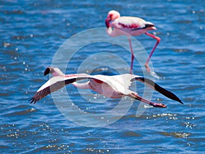 Flamingo in flight on blue water background, Walvis Bay, Namibia, Africa