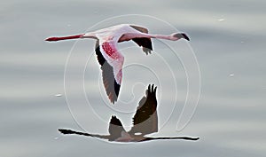 Flamingo in flight. Flying flamingo over the water of Natron Lake. Lesser flamingo. Scientific name: Phoenicoparrus minor. Tanzan
