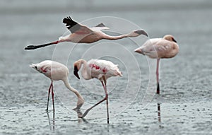 Flamingo in flight. Flying flamingo over the water of Natron Lake. Lesser flamingo. Scientific name: Phoenicoparrus minor. Tanzan