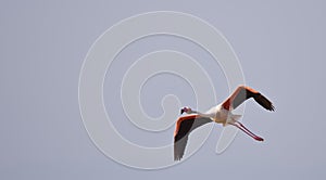 Flamingo in Flight