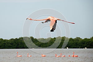 Flamingo in flight