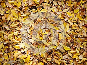 Rechazar hojas alfombra 