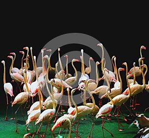 Flamingo, Flightless bird, group of birds