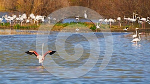 Flamingo flock in a national park in Catalonia of Spain Aiguamolls de l Emporda photo