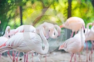 Flamingo flocks, natural backgrounds