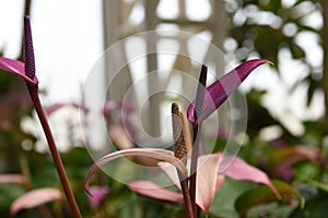 Flamingo Flower