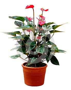 Flamingo flower - anthurium