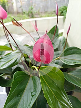 The Flamingo flower or Anthurium Andreanum is a spectacular home decor plant with dark green leaves shiny arrowshaped leaves