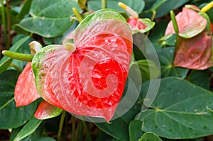 Flamingo flower or Anthurium flower