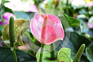 Flamingo Flower, Anthurium Flower or Pigtail Anthurium flower