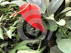 Flamingo flower Anthurium scherzerianum hybrid, Tailflower, Laceleaf or Kleine Flamingoblume