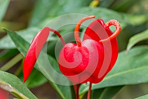 Flamingo Flower or Anthurium scherzerianum red blossom close-up at greenhouse with selective focus