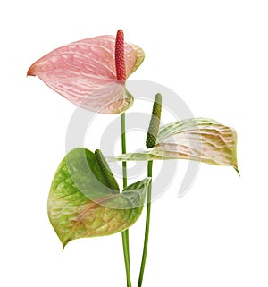 Flamingo flower, Anthurium sweet dream flower isolated on white background, with clipping path