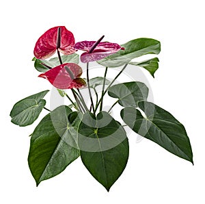 Flamingo flower or Anthurium utah plants with flowers and leaves isolated on white background, with clipping path