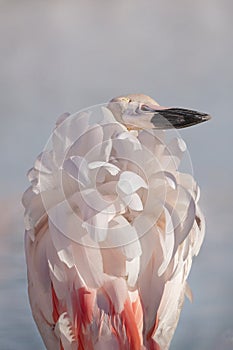 Flamingo Flower in the Camargue, France