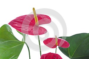 Flamingo flower closeup