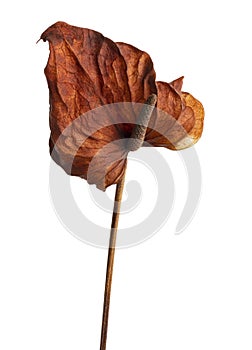 Flamingo flower, Dried Anthurium flower isolated on white background, with clipping path