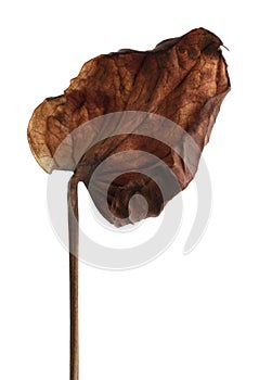 Flamingo flower, Dried Anthurium flower isolated on white background, with clipping path
