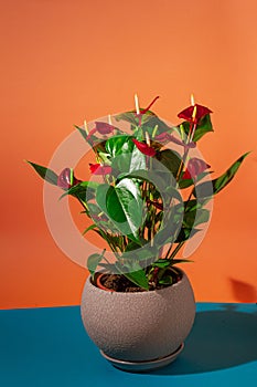 flamingo flower, fresh decorative houseplant grow in clay pot, exotic indoor gardening, love for plants concept