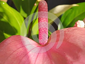 Flamingo flower pistil or also called Anthurium andraeanum