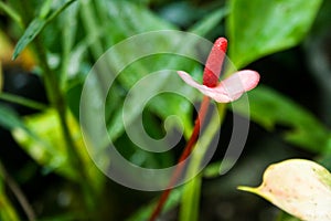 Flamingo flower white blooming soft blur in garden park Thailand