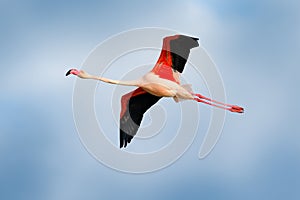 Flamingo in fly. Pink bird on the blue. Action wildlife scene from nature. Nature travel in France. Flying Greater Flamingo, Phoen