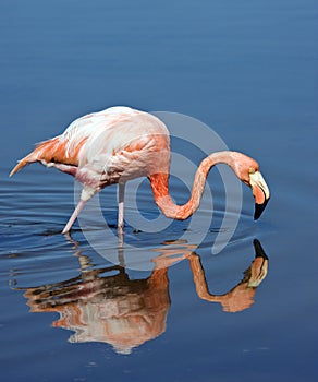 Flamingo - Galapagos Islands photo