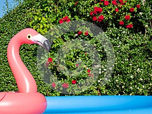 Flamingo and the garden pool in summer