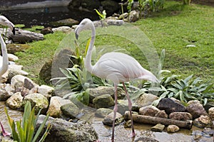 Flamingo - a graceful bird