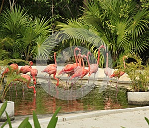 Flamingo at the Grand Mayan Vidanta Riviera Maya